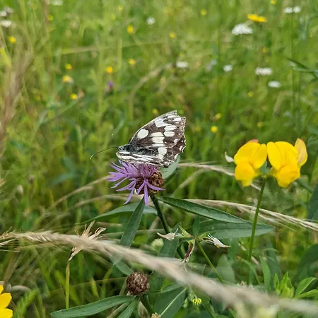 Erlachoase Leinfelden-Echterdingen