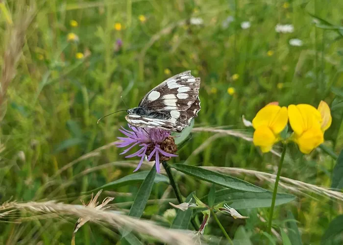 Erlachoase 莱恩费尔登埃希特登